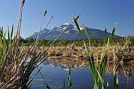 Cranberry marsh